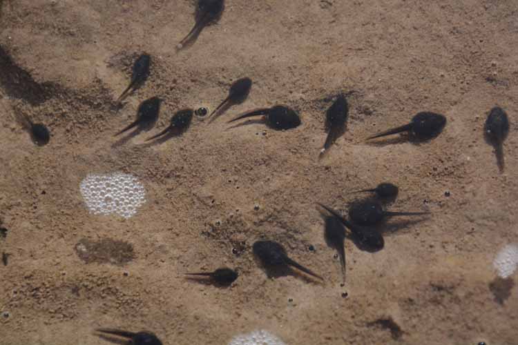 tadpoles in stream